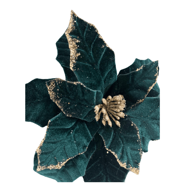 CAROL - 2025-05-19T120329.035.png