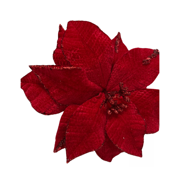 CAROL - 2025-05-19T121949.345.png