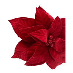CAROL - 2025-05-19T122205.502.png