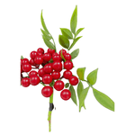 CAROL---2025-05-21T131220.270.png