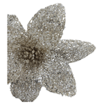 CAROL - 2025-05-26T150421.070