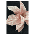 CAROL - 2025-06-25T142826.082